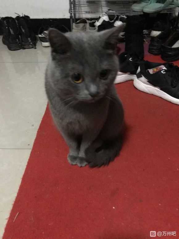 谁家猫猫走丢了，在竞地阳光29栋记得来领呀…………-1.jpg