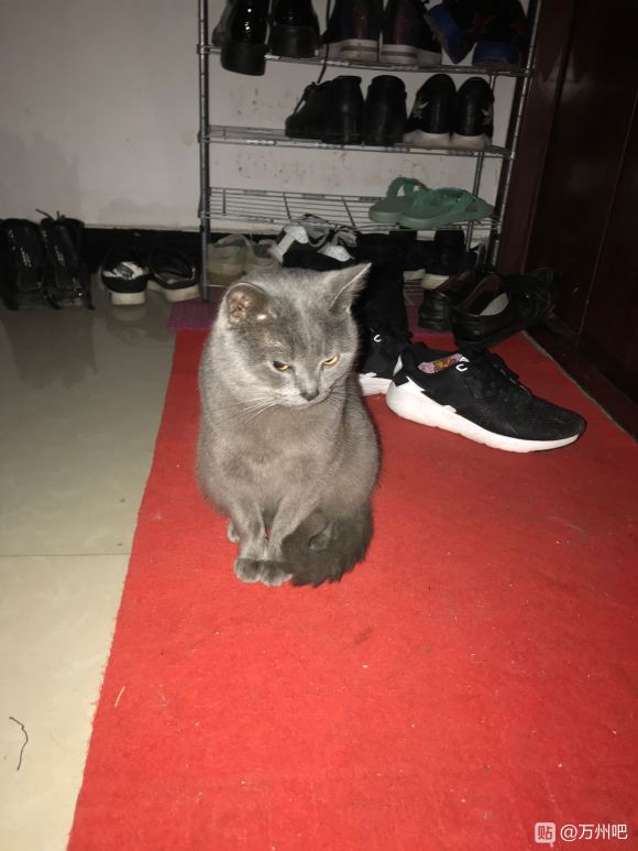 谁家猫猫走丢了，在竞地阳光29栋记得来领呀…………-2.jpg