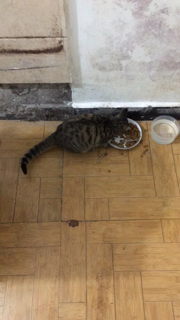 两个多月三个月小狸花猫找领养，公猫，非常亲人-1.jpg