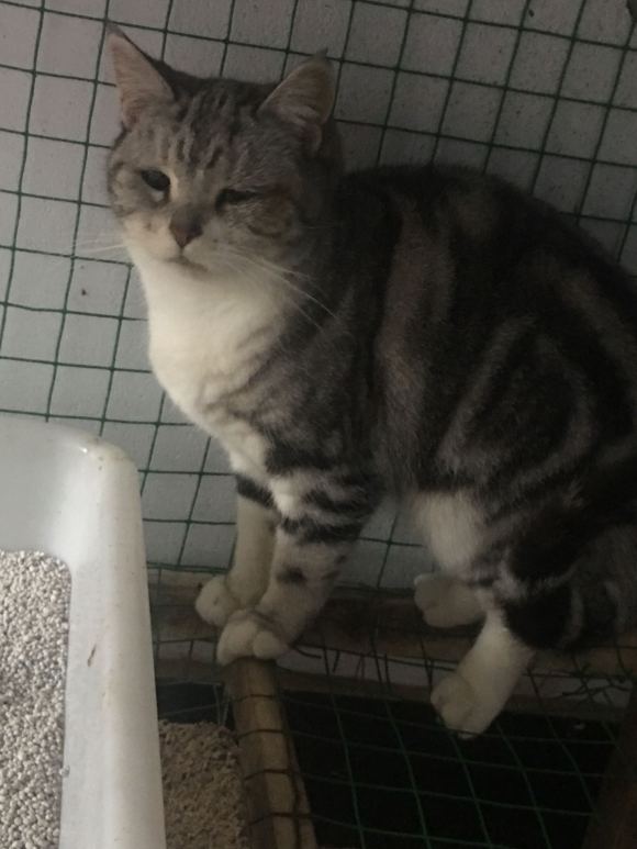 美短加白妹妹找新家，两岁，有偿领养。-1.jpg