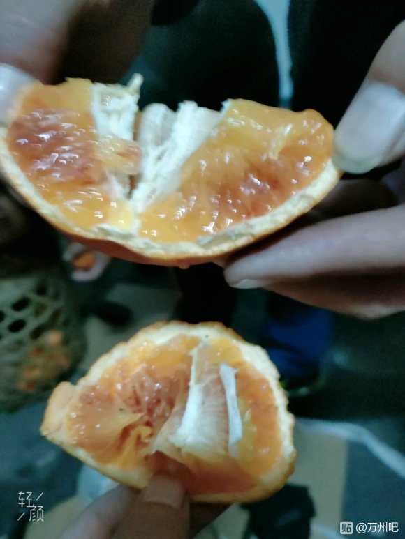 玫瑰香橙，可以现摘现卖哦口口留香哦！！需要的亲联系我-3.jpg