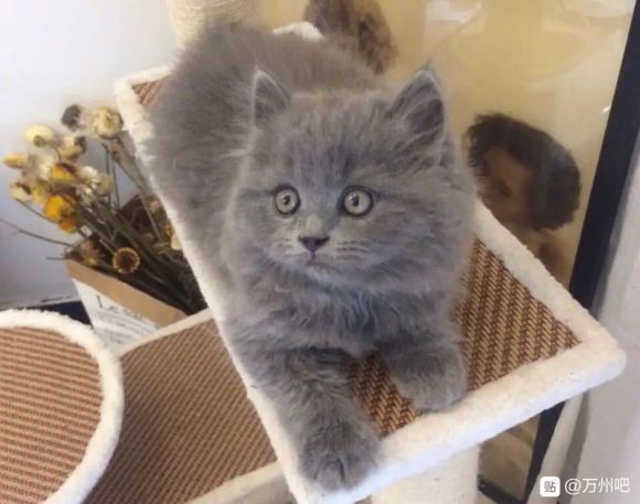 万州本地！长毛英短蓝猫高地，返祖长毛，可爱的小肉球。小鳌拜藏-3.jpg