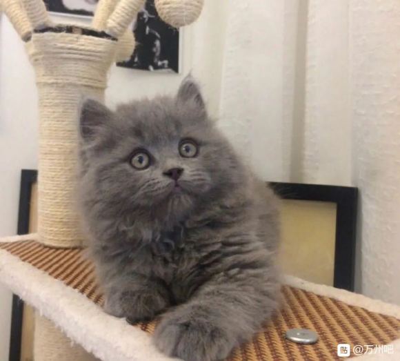 万州本地！长毛英短蓝猫高地，返祖长毛，可爱的小肉球。小鳌拜藏-1.jpg