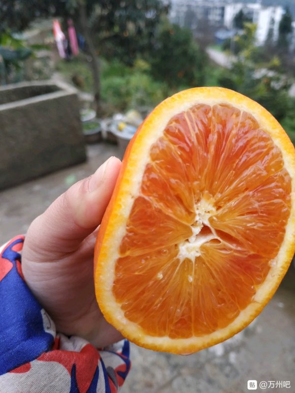万州血橙欢迎咨询-2.jpg