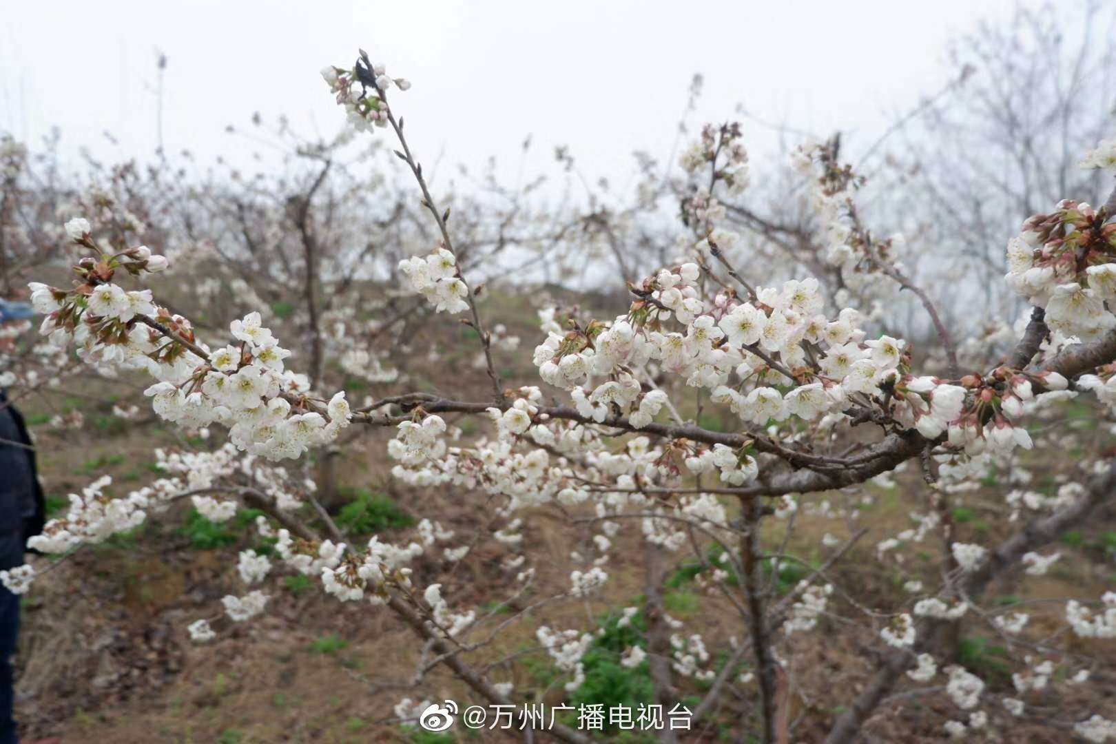 df709993ly1gc9msv35fzj21900u0tcn.jpg