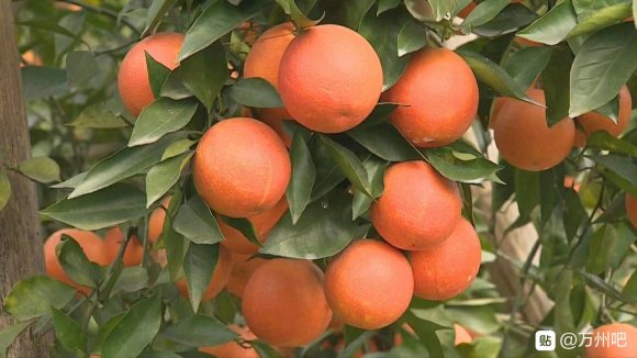 万州玫瑰香橙源自意大利塔罗科血橙，2004年引进到万州，三峡-4.jpg