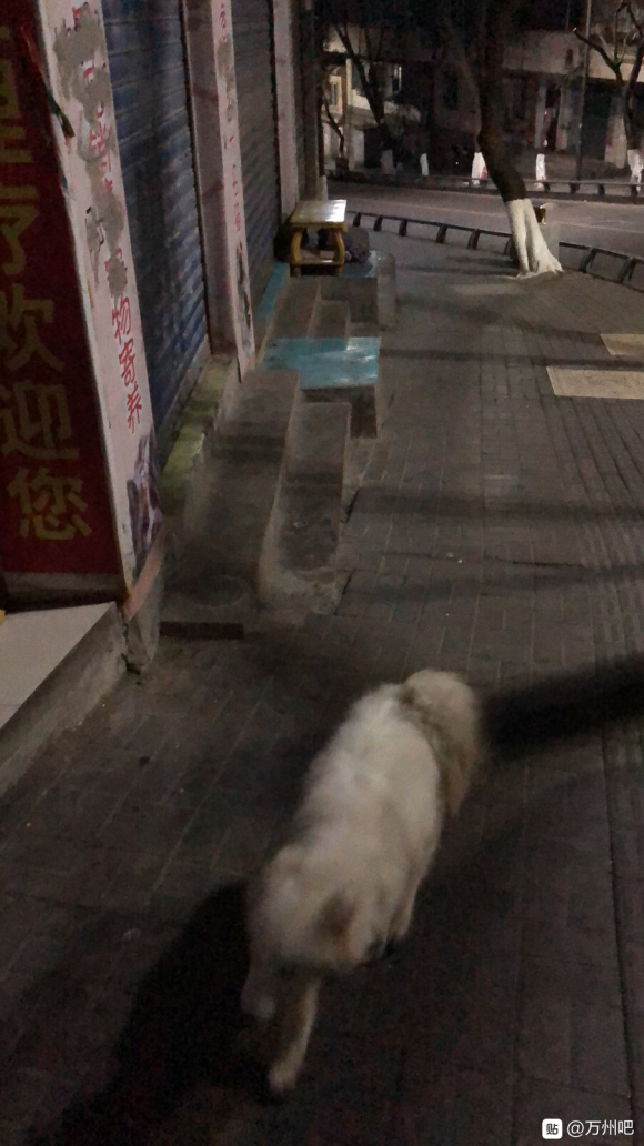 三峡中心医院下面往万达走的那条路上有只几个月大小萨摩耶，感觉-1.jpg