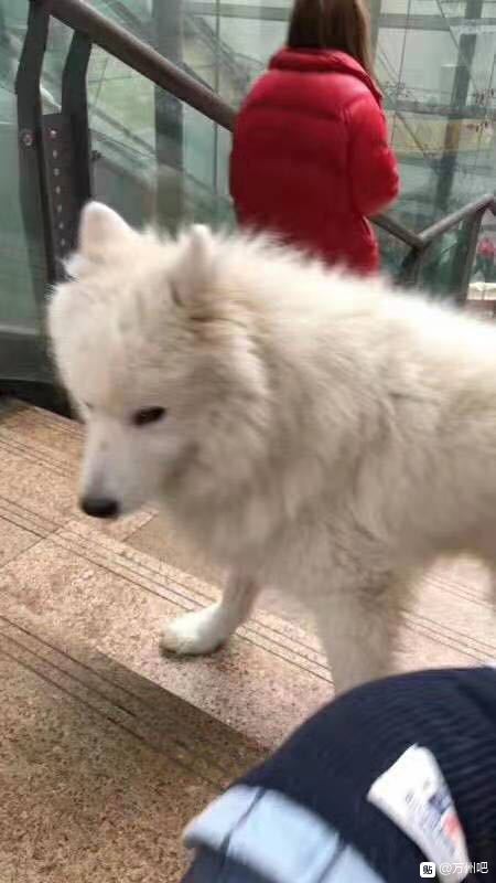 三峡中心医院下面往万达走的那条路上有只几个月大小萨摩耶，感觉-1.jpg
