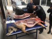 过年吃猪肉了-1.jpg