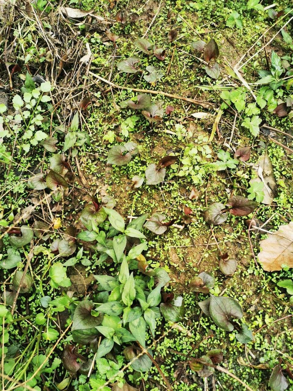 080128q49z14462im4idzg.jpg_750x0.jpg