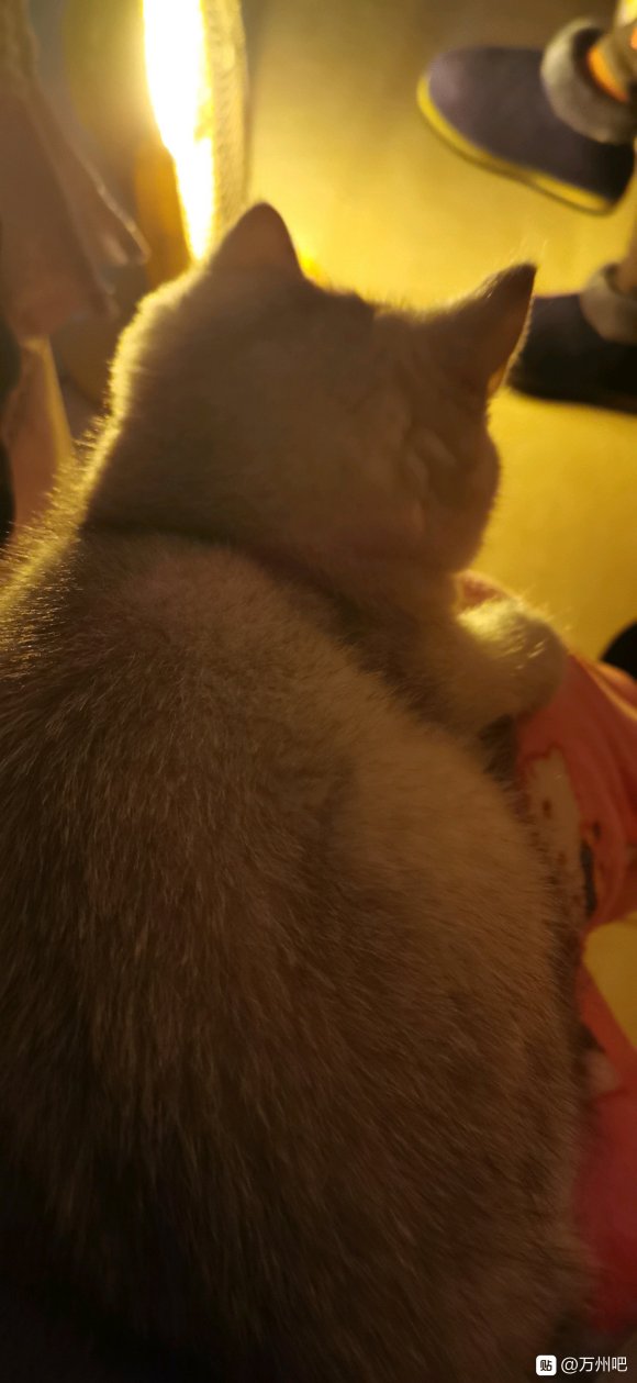 有没得想养猫的？因为自己没得时间照顾她，经常一出门就是一整天-1.jpg