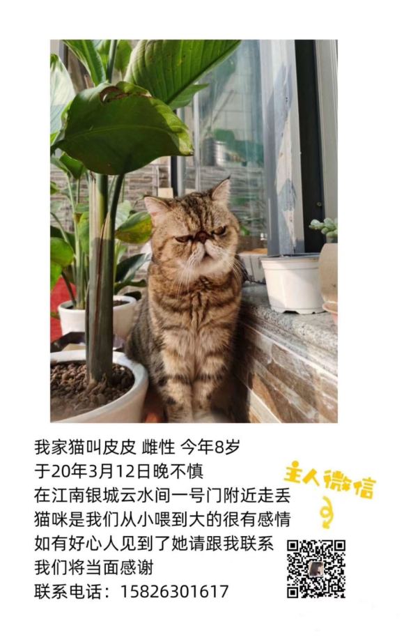 朋友家的猫走丢了。昨晚又下那么大的雨。如果有看到的朋友请联系-1.jpg