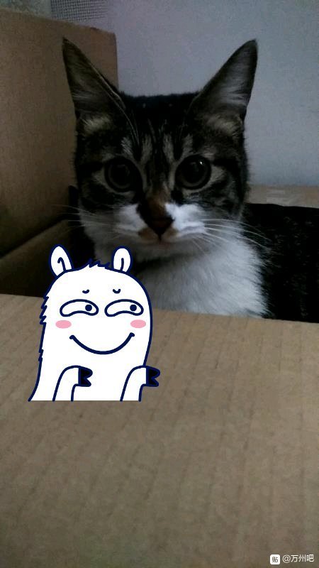 想给小猫找一个家，它会用猫砂，没猫砂会一直憋着，很爱干净，能-1.jpg