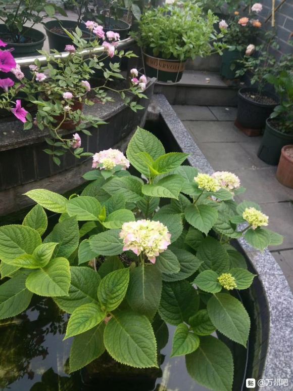 万州有花友群吗？就那种交流养花心得，花友之间也可以相互分享的-3.jpg