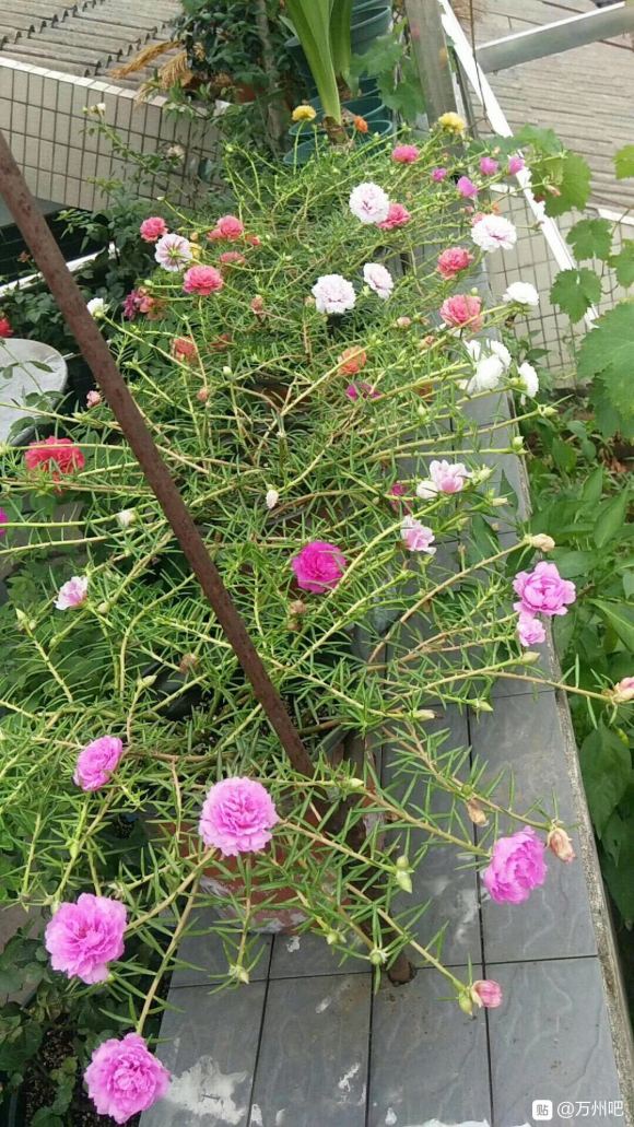 万州有花友群吗？就那种交流养花心得，花友之间也可以相互分享的-4.jpg