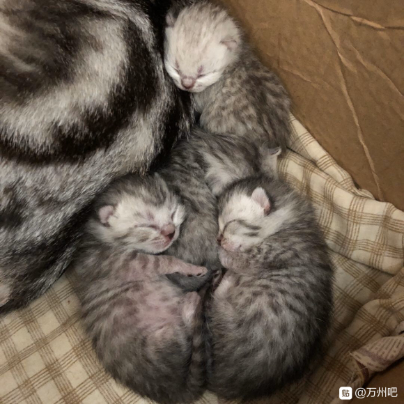 有没有想养小猫猫的 预定dd-2.jpg