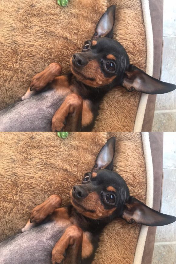 万州有人养小鹿犬吗?想认识认识-1.jpg