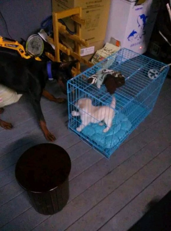 万州有人养小鹿犬吗?想认识认识-1.jpg