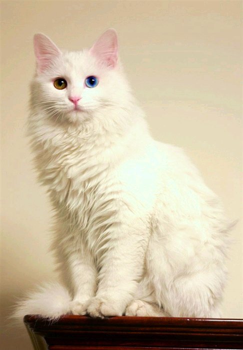 万州有没有纯种的临清狮子猫-1.jpg