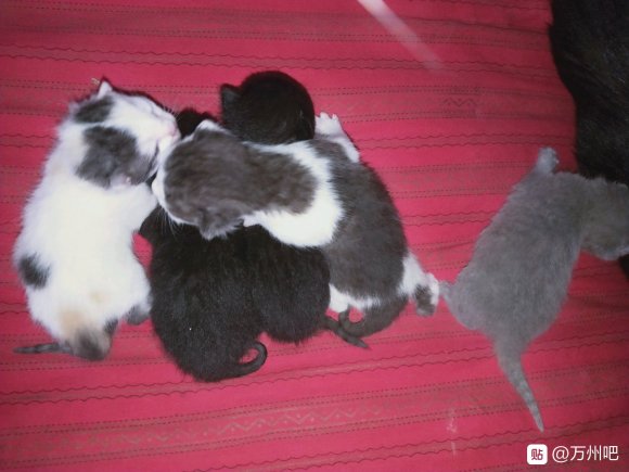 有需要养小猫咪的吗？现在可以预定，满月了就送过去。-6.jpg