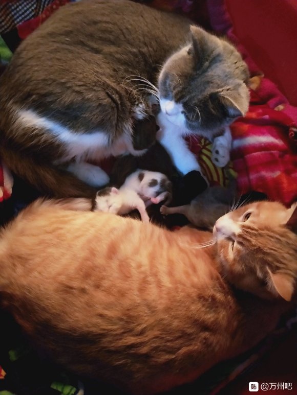 有需要养小猫咪的吗？现在可以预定，满月了就送过去。-8.jpg