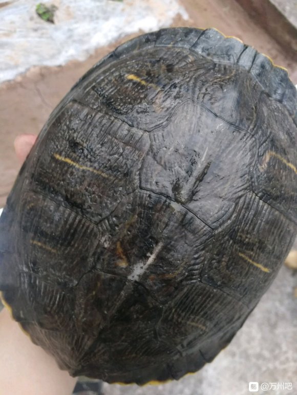 有喜欢养龟的朋友吗，，免费领养 地址新世纪背后706电视台旁-5.jpg