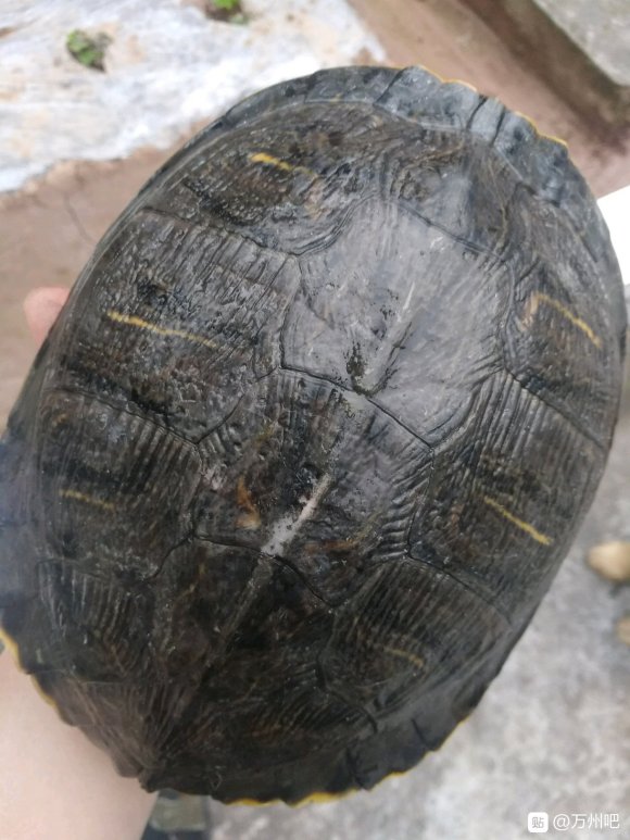 有喜欢养龟的朋友吗，，免费领养 地址新世纪背后706电视台旁-6.jpg