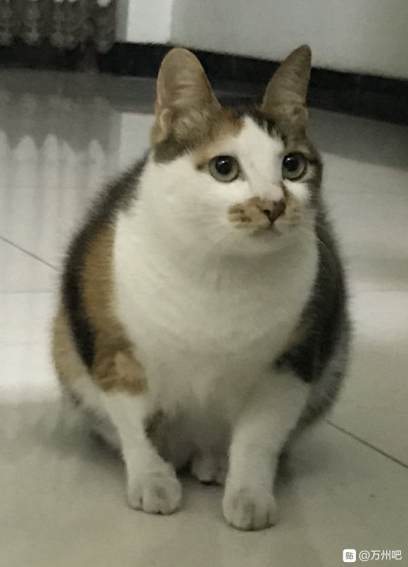 家里养了两年多的三花猫意外死了，很通人性，很难过。很想再养一-1.jpg