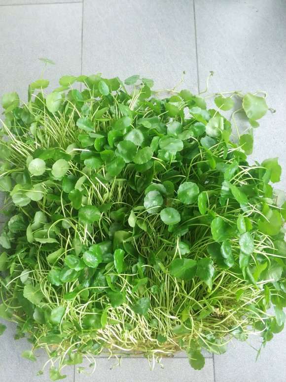 铜钱草，有要的不？-1.jpg