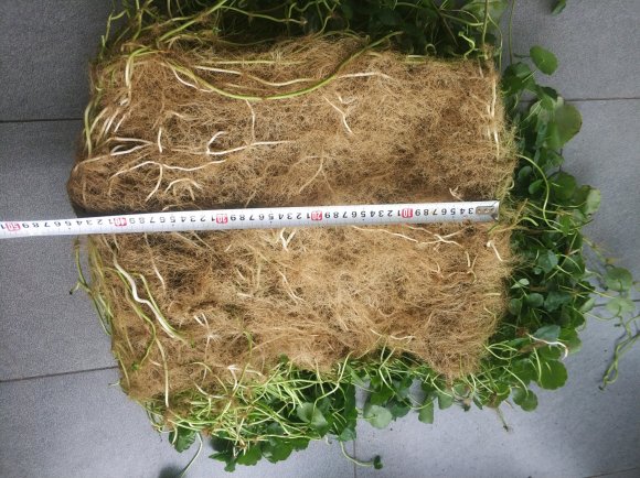铜钱草，有要的不？-2.jpg