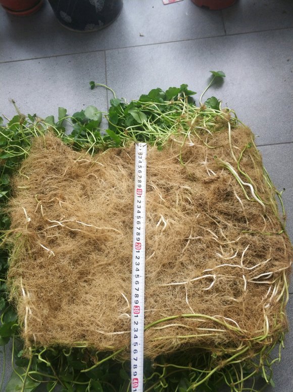 铜钱草，有要的不？-3.jpg