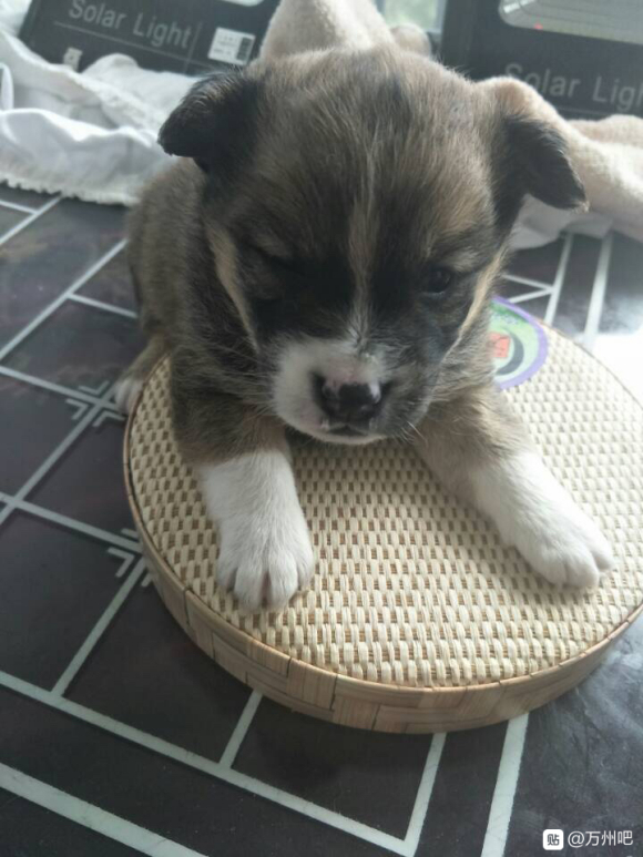 我家柴犬的混血仔仔，有一半柴犬血统，（最后一张它的妈妈）它爸-1.jpg