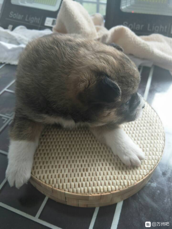 我家柴犬的混血仔仔，有一半柴犬血统，（最后一张它的妈妈）它爸-2.jpg