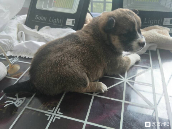 我家柴犬的混血仔仔，有一半柴犬血统，（最后一张它的妈妈）它爸-3.jpg