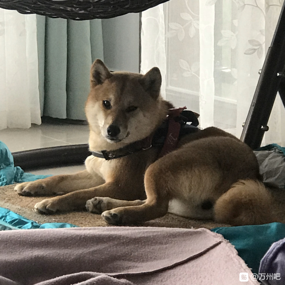 我家柴犬的混血仔仔，有一半柴犬血统，（最后一张它的妈妈）它爸-4.jpg