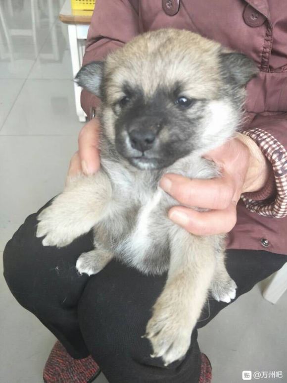我家柴犬的混血仔仔，有一半柴犬血统，（最后一张它的妈妈）它爸-1.jpg