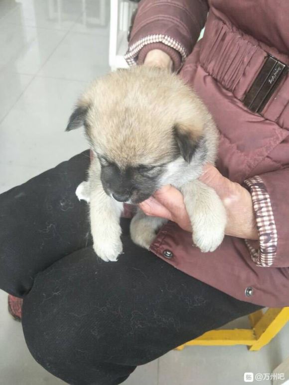 我家柴犬的混血仔仔，有一半柴犬血统，（最后一张它的妈妈）它爸-2.jpg