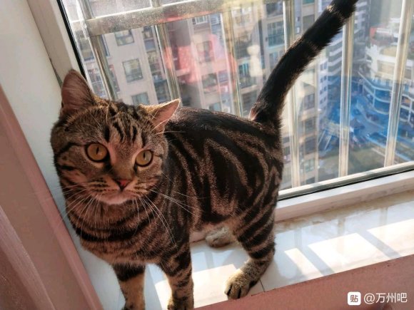 有没有想养猫的啊一只英短银渐层 1岁1个多月 是弟弟 一只美-3.jpg
