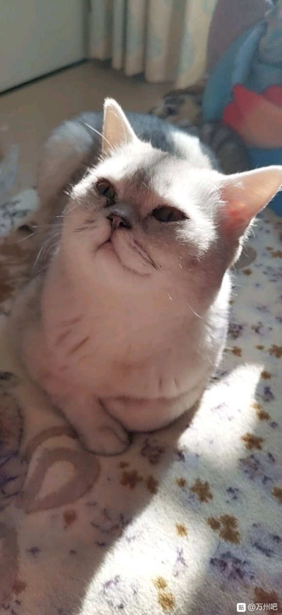 有没有想养猫的啊一只英短银渐层 1岁1个多月 是弟弟 一只美-2.jpg