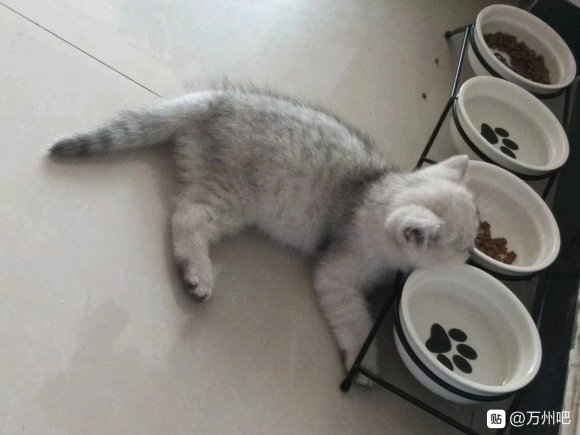 有没有想养猫的啊一只英短银渐层 1岁1个多月 是弟弟 一只美-3.jpg