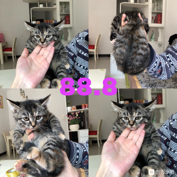 万州有想要养猫的朋友吗？ 自己家的猫猫生的，有想法的可以私信-1.jpg