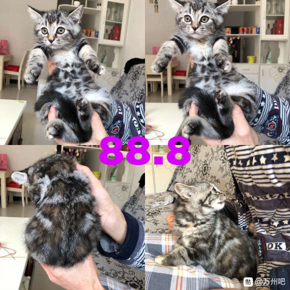 万州有想要养猫的朋友吗？ 自己家的猫猫生的，有想法的可以私信-2.jpg