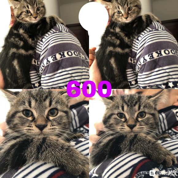 万州有想要养猫的朋友吗？ 自己家的猫猫生的，有想法的可以私信-3.jpg