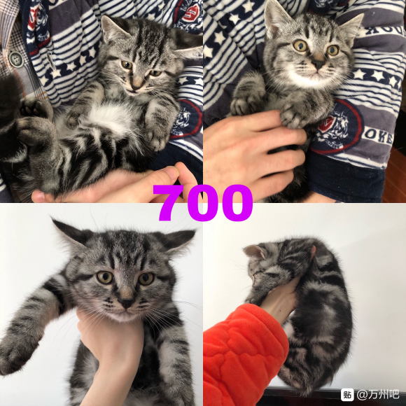 万州有想要养猫的朋友吗？ 自己家的猫猫生的，有想法的可以私信-4.jpg