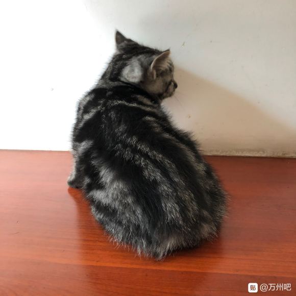万州有想要养猫的朋友吗？ 自己家的猫猫生的，有想法的可以私信-3.jpg