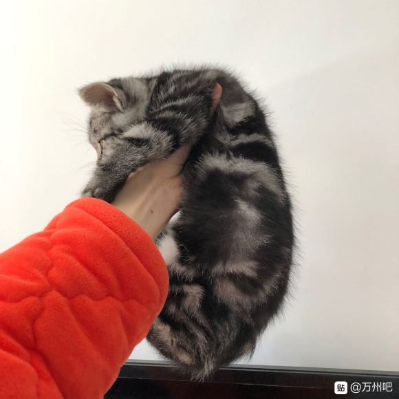 万州有想要养猫的朋友吗？ 自己家的猫猫生的，有想法的可以私信-4.jpg