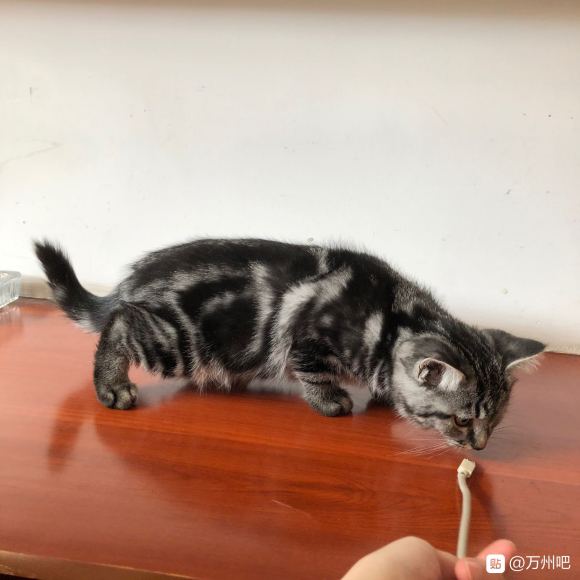 万州有想要养猫的朋友吗？ 自己家的猫猫生的，有想法的可以私信-5.jpg