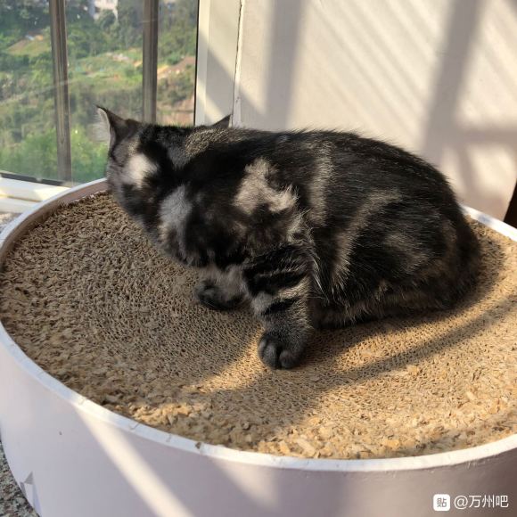 万州有想要养猫的朋友吗？ 自己家的猫猫生的，有想法的可以私信-6.jpg