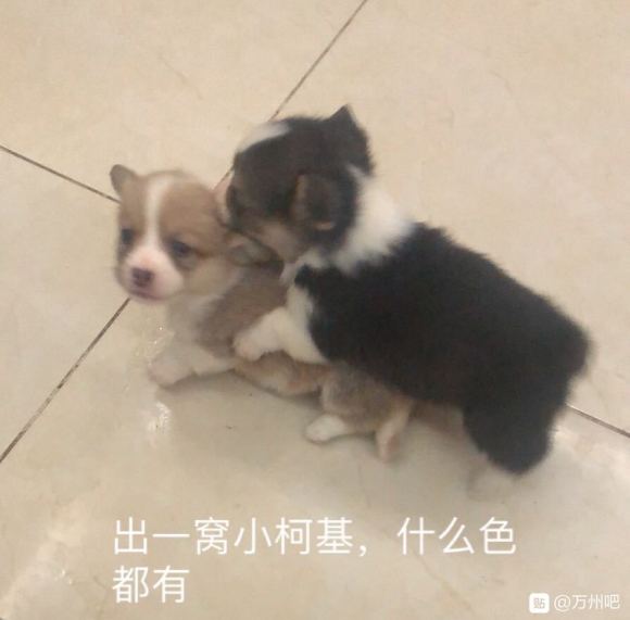 出售自家柯基一窝，白菜价-1.jpg