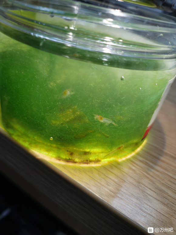各位大佬们，问下万州城区附近哪里有河沟可以摸虾米的，黑壳虾那-2.jpg